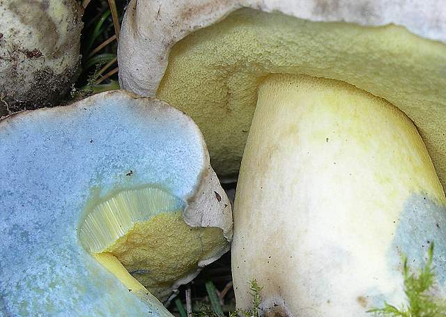 Funghi degli areali esposti
